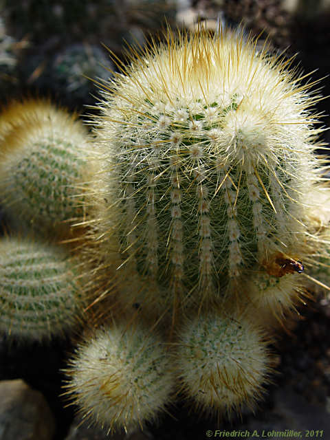 Parodia alacriportana subsp. buenekeri, Notocactus buenekeri