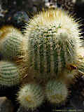 Parodia alacriportana, Notocactus buenekeri