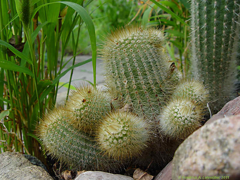 Parodia alacriportana subsp. buenekeri, Notocactus buenekeri