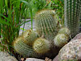 Parodia alacriportana, Notocactus buenekeri