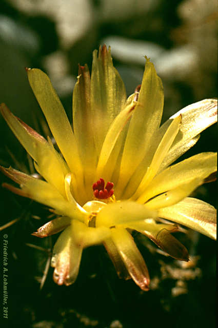 Parodia mammulosa subsp. submammulosa, Notocactus submammulosus