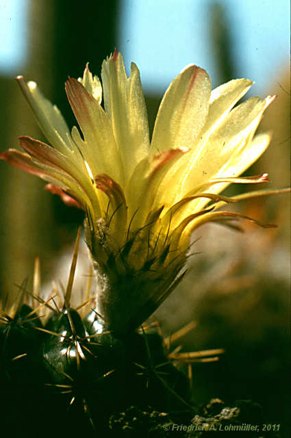 Parodia mammulosa subsp. submammulosa, Notocactus submammulosus