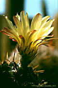 Parodia submammulosa