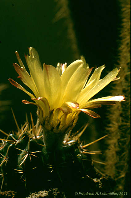 Parodia mammulosa subsp. submammulosa, Notocactus submammulosus