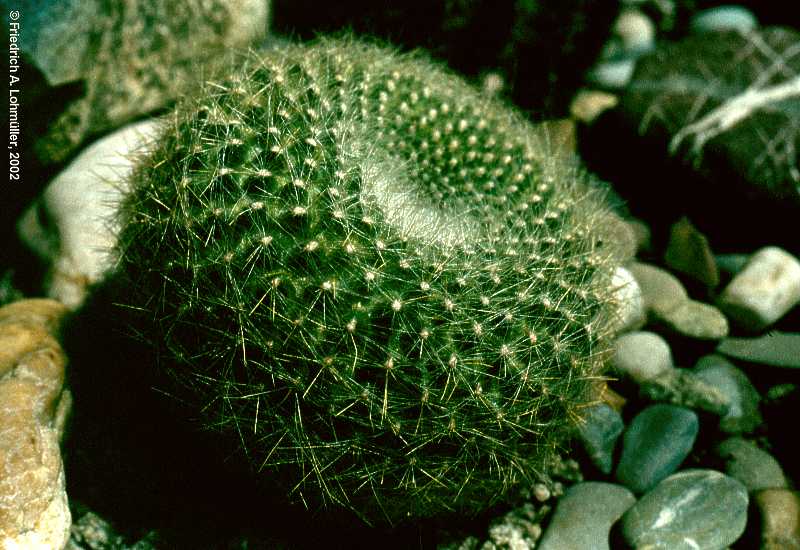 Parodia haselbergii, Brasilicactus haselbergii