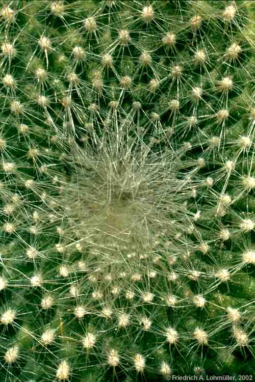 Parodia haselbergii, Brasilicactus haselbergii