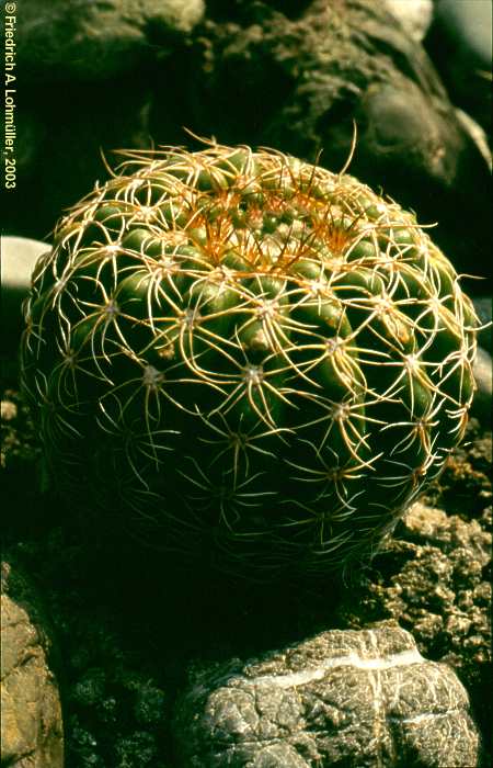 Parodia notorauschii, Notocactus rauschii