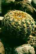 Parodia notorauschii