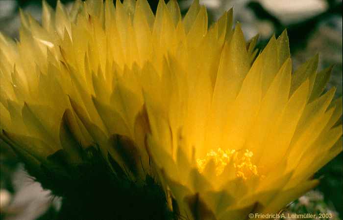 Parodia notorauschii, Notocactus rauschii