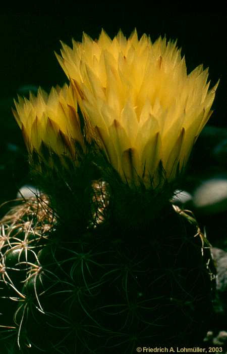 Parodia notorauschii, Notocactus rauschii