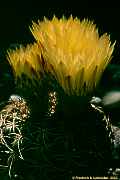 Parodia notorauschii