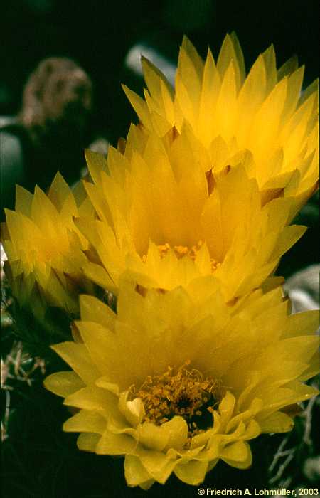 Parodia notorauschii, Notocactus rauschii