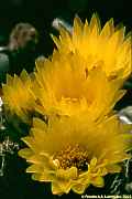 Parodia notorauschii