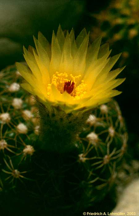 Parodia notorauschii, Notocactus rauschii