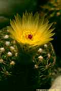 Parodia nothorauschii