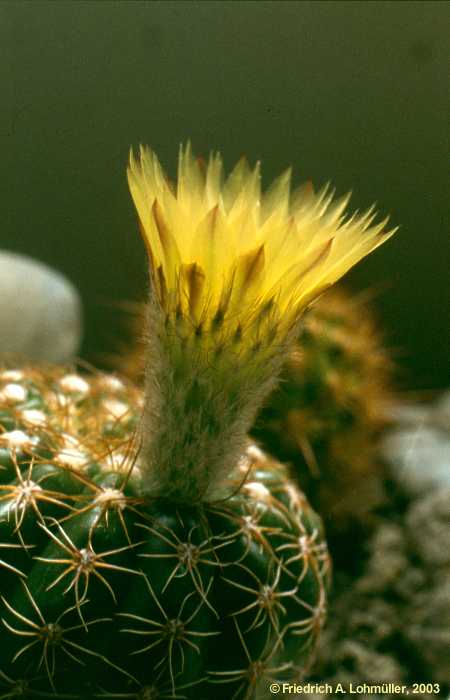 Parodia notorauschii, Notocactus rauschii