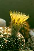 Parodia notorauschii