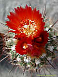 Parodia camblayana