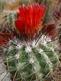 Parodia camblayana