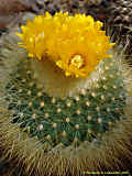 Parodia chrysacanthion