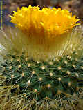 Parodia chrysacanthion