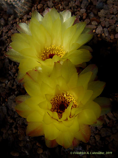 Parodia concinna, Notocactus concinnus