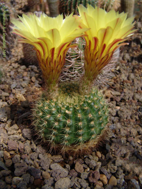 Parodia concinna, Notocactus concinnus