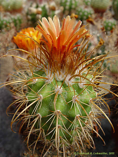 Parodia haageana