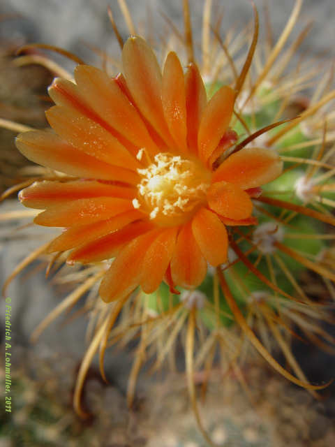 Parodia haageana