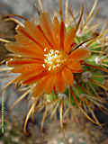 Parodia haageana