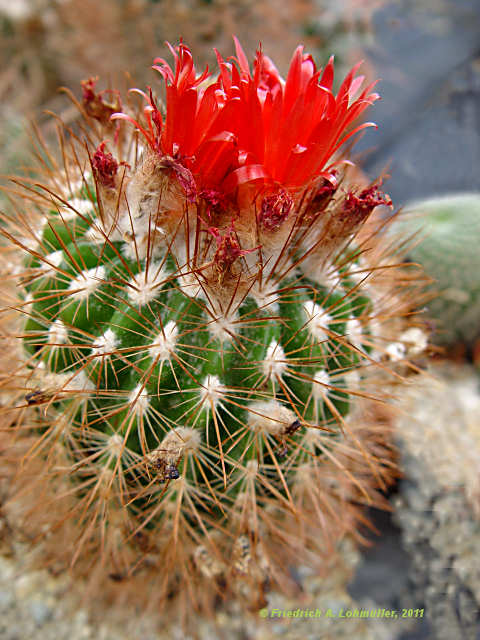 Parodia lecorlensis