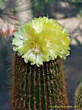 Parodia schumanniana, Eriocactus schumannianus