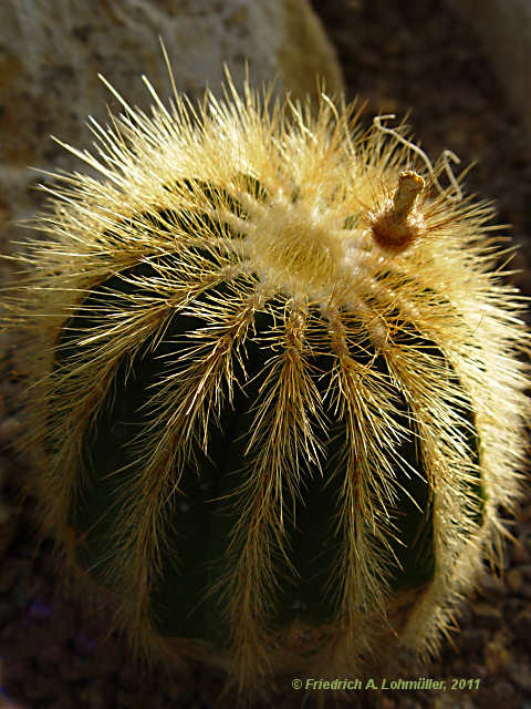 Parodia warasii, Eriocactus warasii