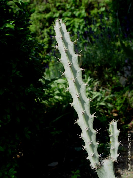 Peniocereus cuixmalensis