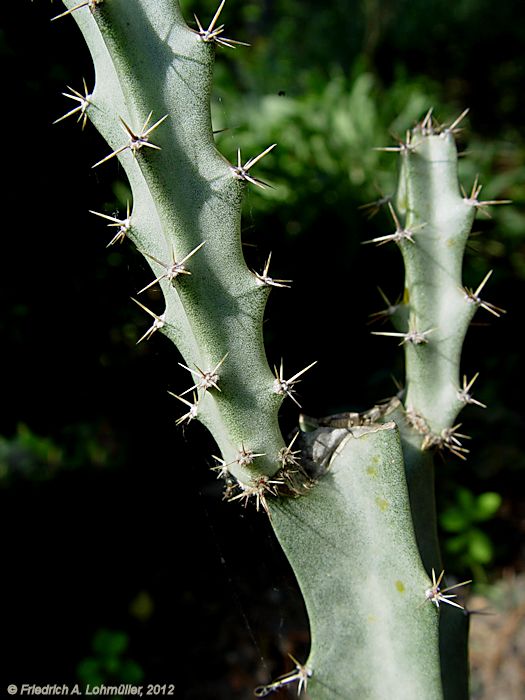 Peniocereus cuixmalensis