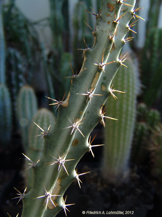 Peniocereus cuixmalensis