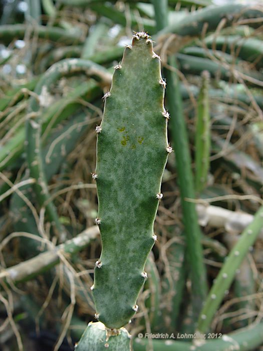 Peniocereus maculatus