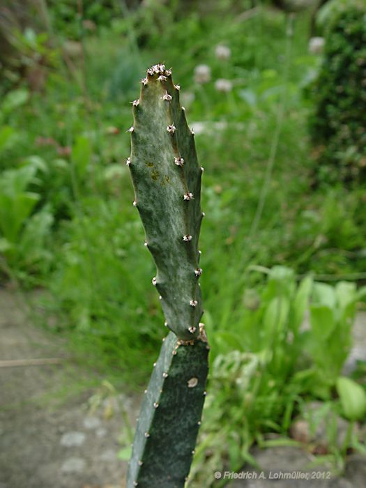 Peniocereus maculatus