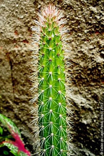 Peniocereus serpentinus