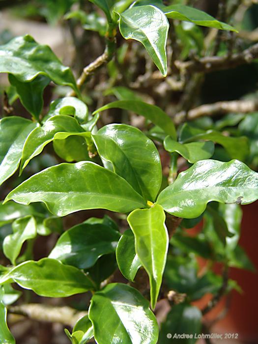 Pereskia aculeata