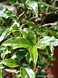 Pereskia aculeata