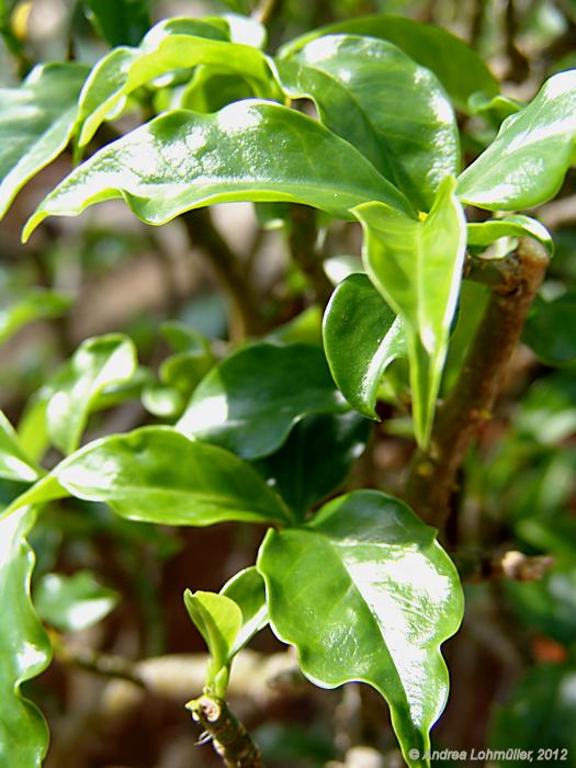 Pereskia aculeata