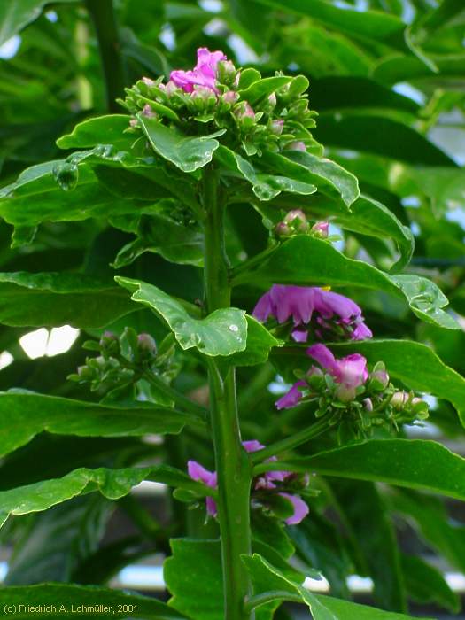 Pereskia grandifolia