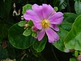 Pereskia grandifolia