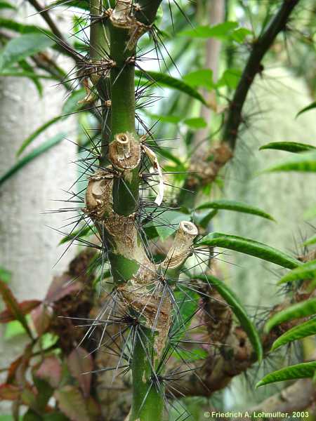 Pereskia spec.