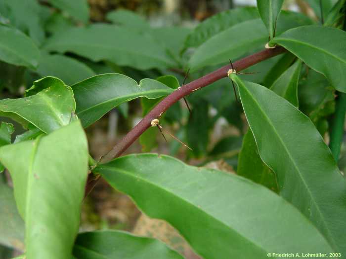 Pereskia spec.