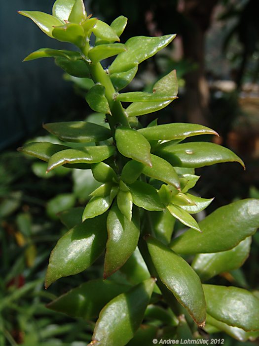 Pereskiopsis kellermanii