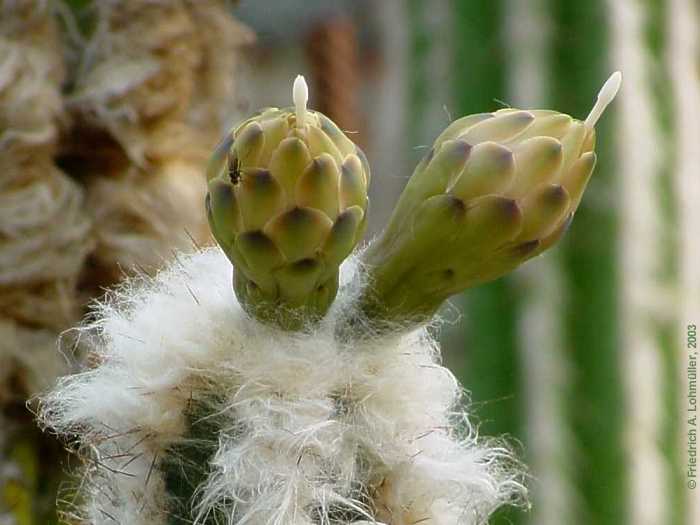 Pilosocereus leucocephalus, Pilosocereus palmeri, Cephalocereus palmeri