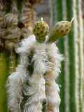 Pilosocereus leucocephalus, Cephalocereus palmeri