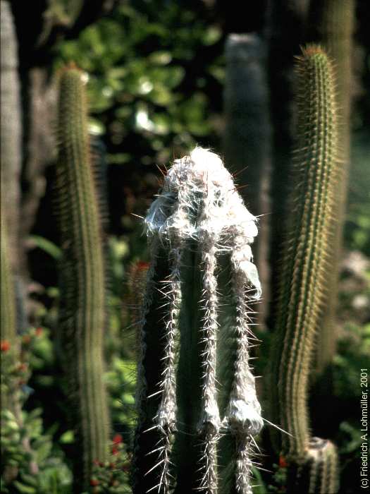 Pilosocereus leucocephalus, Pilosocereus palmeri, Cephalocereus palmeri